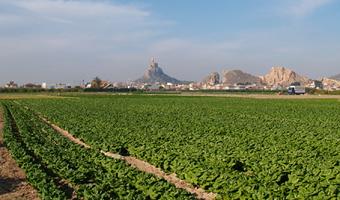 Huerta Murcia