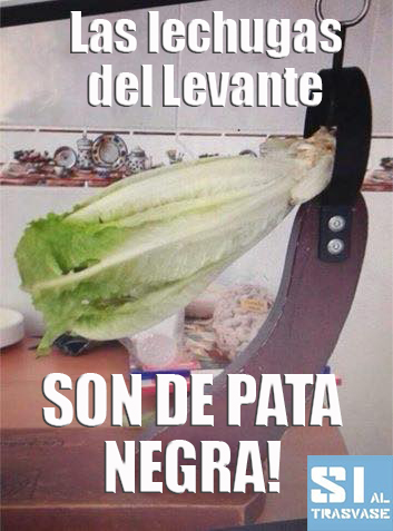 lechugas levante