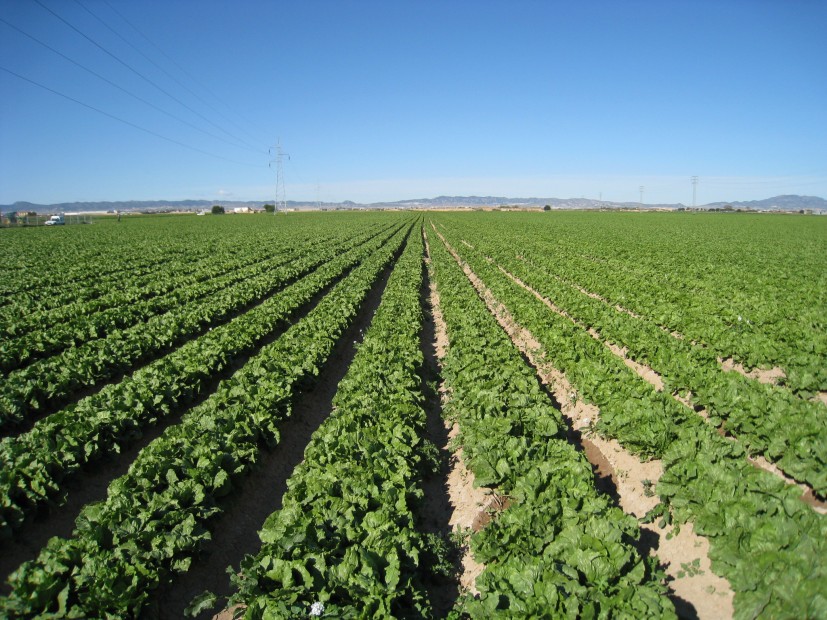 huerta en peligro